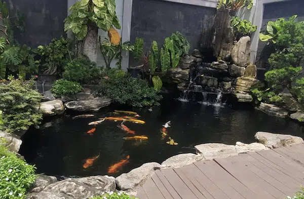 Đi đường ống nước hồ cá Koi
