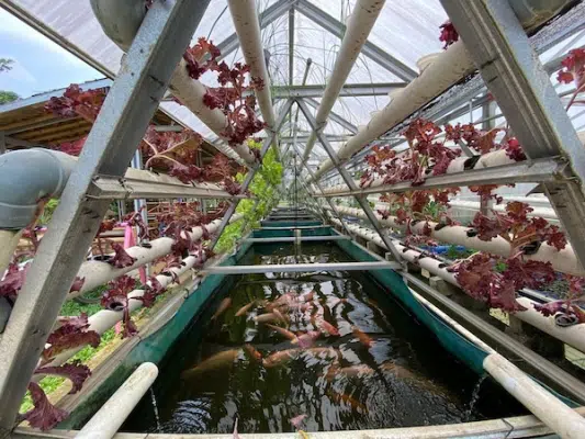 Vận hành và bảo trì hệ thống cấp nước Aquaponics
