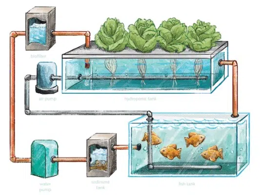 hệ thống cấp nước Aquaponics