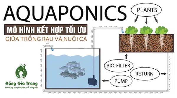 Nguyên lý vận hành của hệ thống cấp nước Aquaponics
